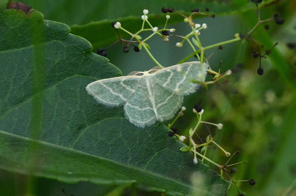 080 2015-08094635 Pierpont Meadow, MA Pierpont Meadow, CT.JPG - Wavy-lined Emerald Moth (Synchlora aerata). Pierpont Meadow Wildlife Sanctuary, MA, 8-9-2015